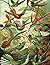 Haeckel's Hummingbirds Comp...