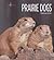 Prairie Dogs (Living Wild)
