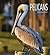 Pelicans