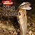 King Cobras (Animal Cannibals)