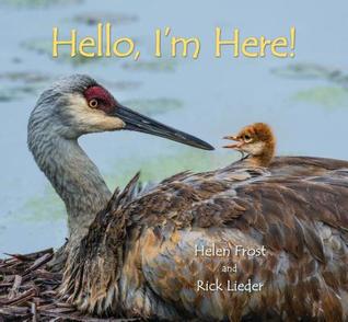 Hello, I'm Here! (Hardcover)