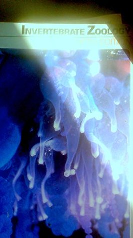 Invertebrate Zoology