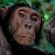 Yes, we have to choose: A review of Denis Alexander's "Creation or Evolution – Do We Have To Choose?"