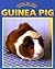 Caring for Your Guinea Pig (Caring for Your Pet)
