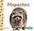 Mapaches / Raccoons (Animales Comunes / Everyday Animals)