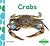 Crabs (I Like Animals)