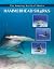 Hammerhead Sharks (The Amazing World of Sharks)