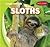 Sloths (Jungle Animals)