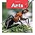 Ants