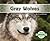 Gray Wolves (Animals of Nor...