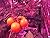 Garage Aquaponics: Grow You...