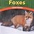 Foxes: Clever Hunters (Wild World of Animals)