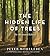 The Hidden Life of Trees The Illustrated Edition by Peter Wohlleben