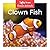 Clown Fish