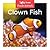 Clown Fish (Ocean Animals)