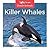 Killer Whales (Ocean Animals)