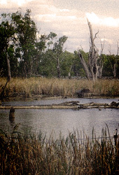 Salt Creek Murders (Unknown Binding)