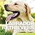 Labrador Retrievers: The Es...
