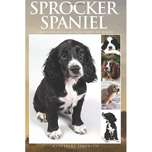 sprocker rescue puppies