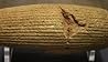 The Cyrus Cylinder (Full Text)
