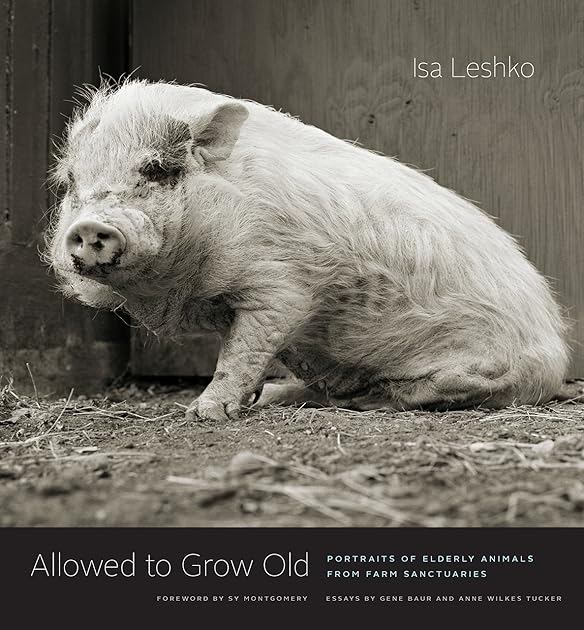 Allowed to Grow Old: Portraits of Elderly Animals from Farm Sanctuaries