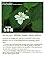 White flower photo album (F...