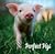 Perfect Pigs by Edgar's Mission