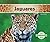 Jaguares / Jaguars (Grandes Felinos)
