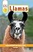 Llamas by Laura Buller