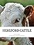 Hereford Cattle: As importe...