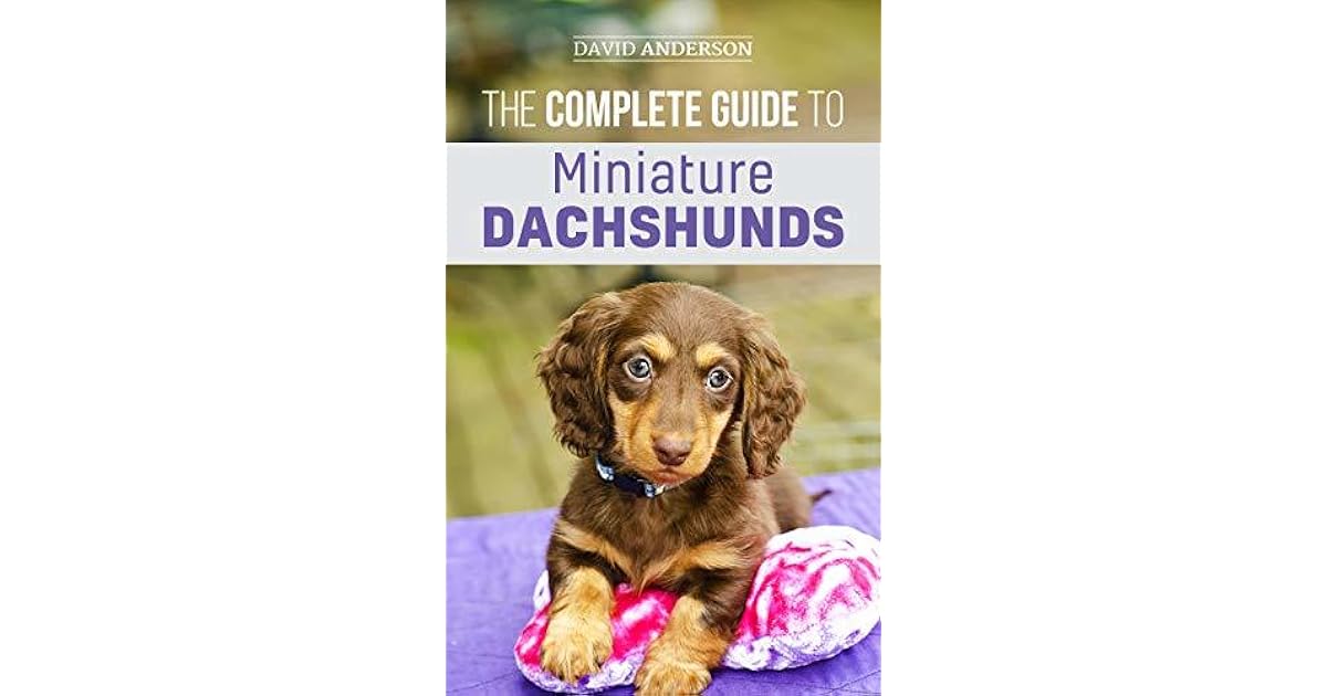 best dog harness for miniature dachshund