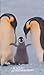 Penguin Calendar 2001 (Diar...