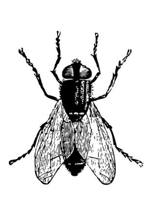 Moscas resucitadas (Audiobook)