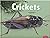 Crickets