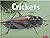 Crickets