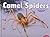 Camel Spiders