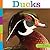 Ducks (Seedlings)
