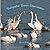 Trumpeter Swan Discussion
