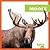 Moose (My First Animal Library)