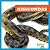 Anacondas (Reptile World)