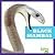 Black Mambas (Reptile World)