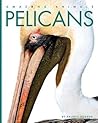Pelicans (Amazing Animals)