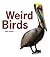 Weird Birds