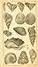 Elements of conchology / Prepared for the use of schools and colleges