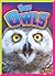 Baby Owls
