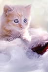 Kitty Cuddles Notebook: Super Cute Kitten-Themed, Lined Composition Notebook, 6x9, 194 Pages