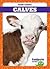 Calves (Farm Babies)
