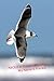 About a Franklin Gull: my n...