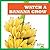 Watch a Banana Grow