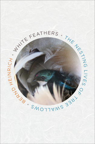 White Feathers: The Nesting Lives of Tree Swallows – Questions and Insights from an Acclaimed Naturalist (Hardcover)